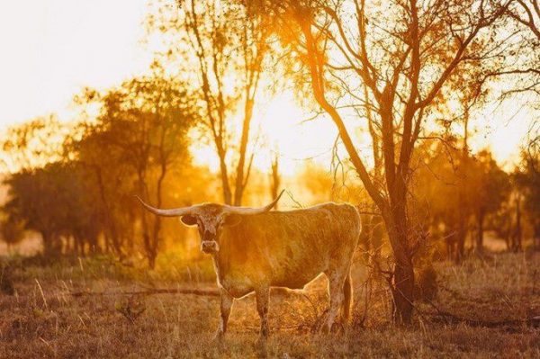 Meet JR - A Texas Longhorn you wouldn’t want to mess with